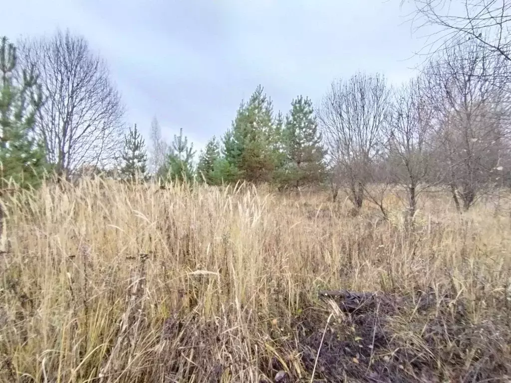 Участок в Нижегородская область, Нижний Новгород д. Кривая Шелокша,  ... - Фото 1