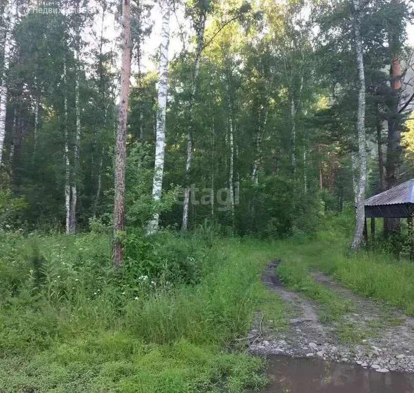 Участок в Майминский район, СТ Катунь (200 м) - Фото 1