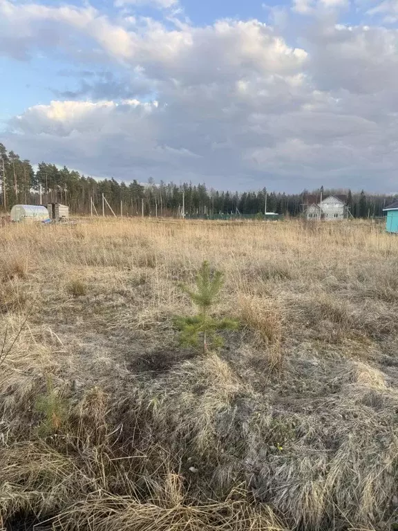 Участок в Ленинградская область, Сосновый Бор Райское кп, 50 (11.0 ... - Фото 1