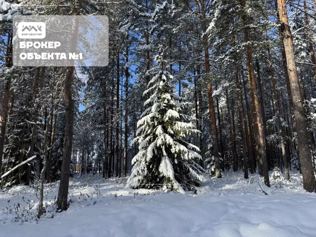 Участок в деревня Сарженка, ДНП Лесной Хутор (13.21 м) - Фото 1