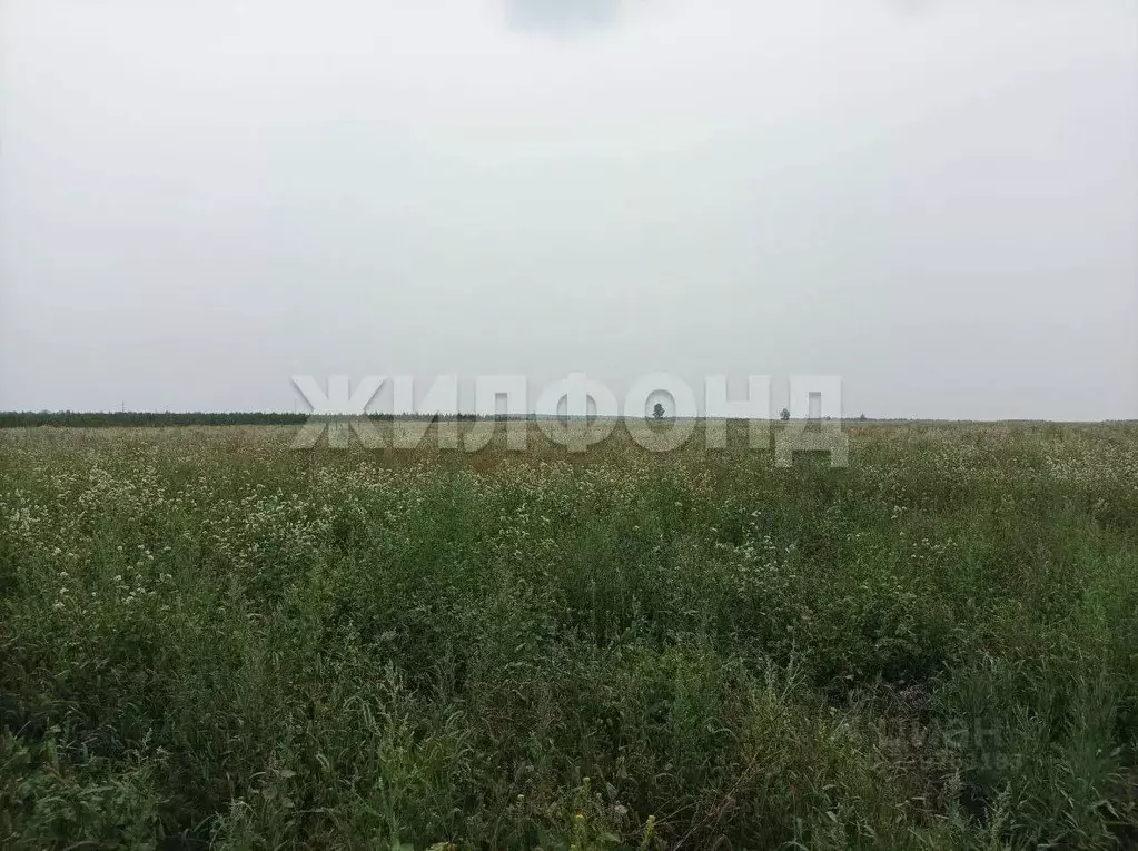 Участок в Новосибирская область, Колывань рп ул. Бунина (9.85 сот.) - Фото 1