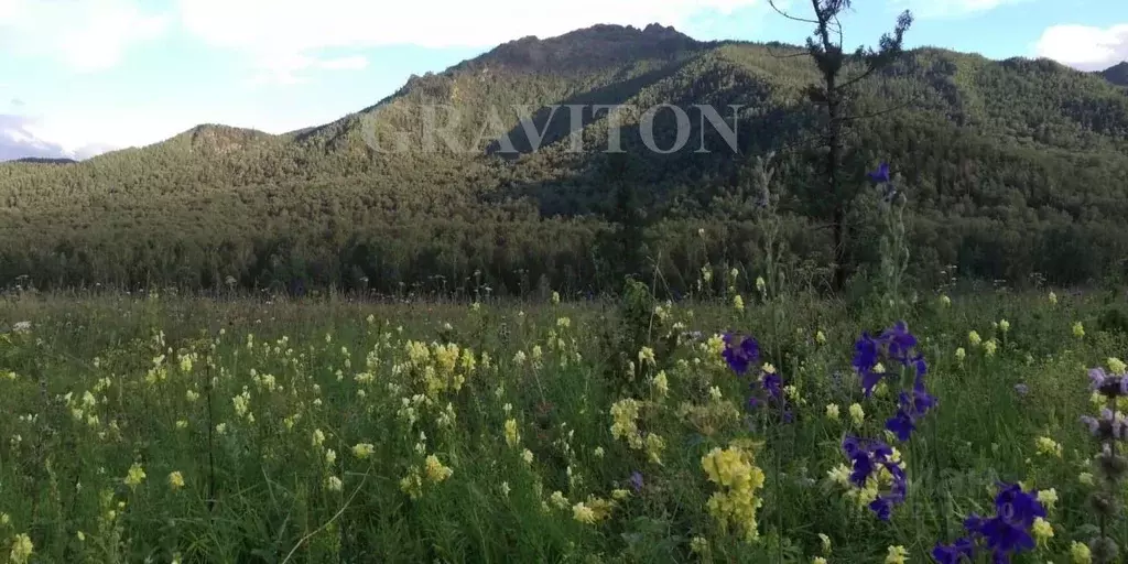 Участок в Алтай, Усть-Коксинский район, с. Катанда  (35924.0 сот.) - Фото 0