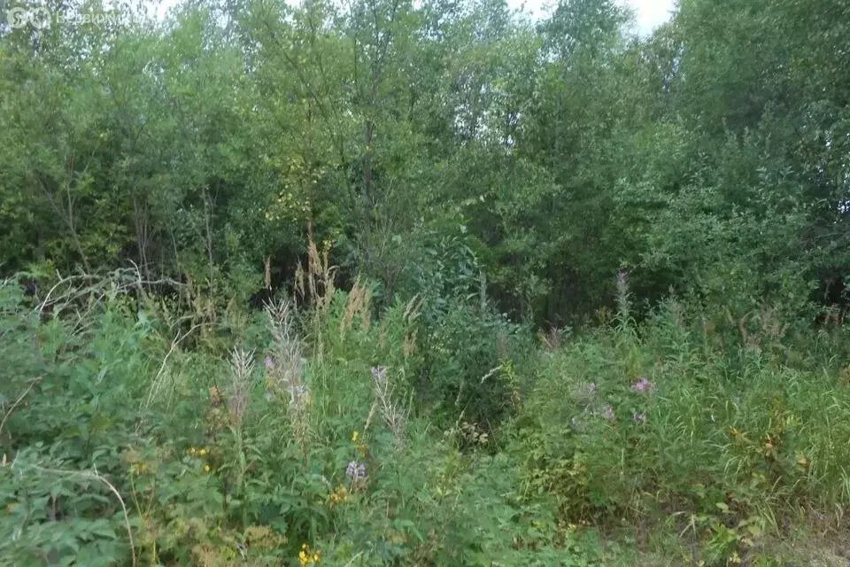 Участок в Нижегородская область, Лысковский муниципальный округ, село ... - Фото 1