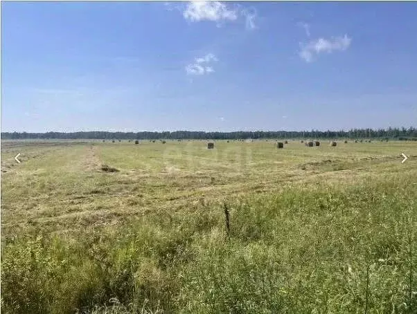 Участок в Хабаровский край, Комсомольский район, с. Новый Мир  ... - Фото 2