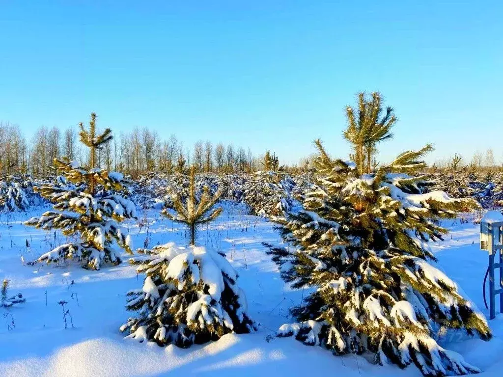 Участок в Тюменская область, Тюменский район, Новокаменский кп ул. ... - Фото 0