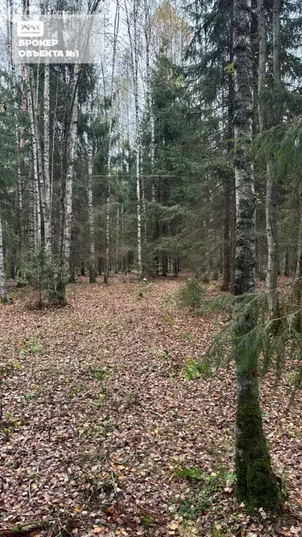 Участок в деревня Сарженка, ДНП Лесной Хутор (240 м) - Фото 2