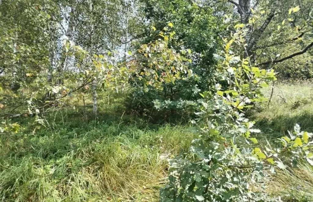 Участок в Московская область, Дмитровский муниципальный округ, д. ... - Фото 1