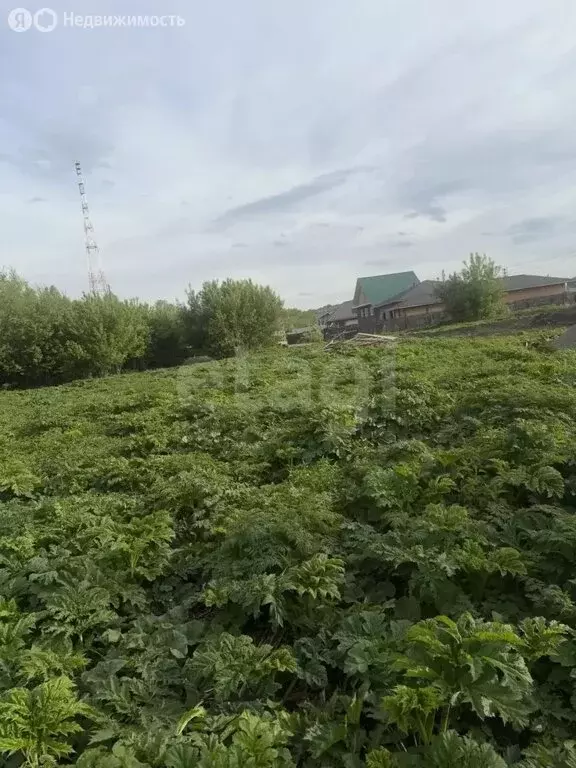 Участок в село Майма, Кленовая улица (8.3 м) - Фото 2