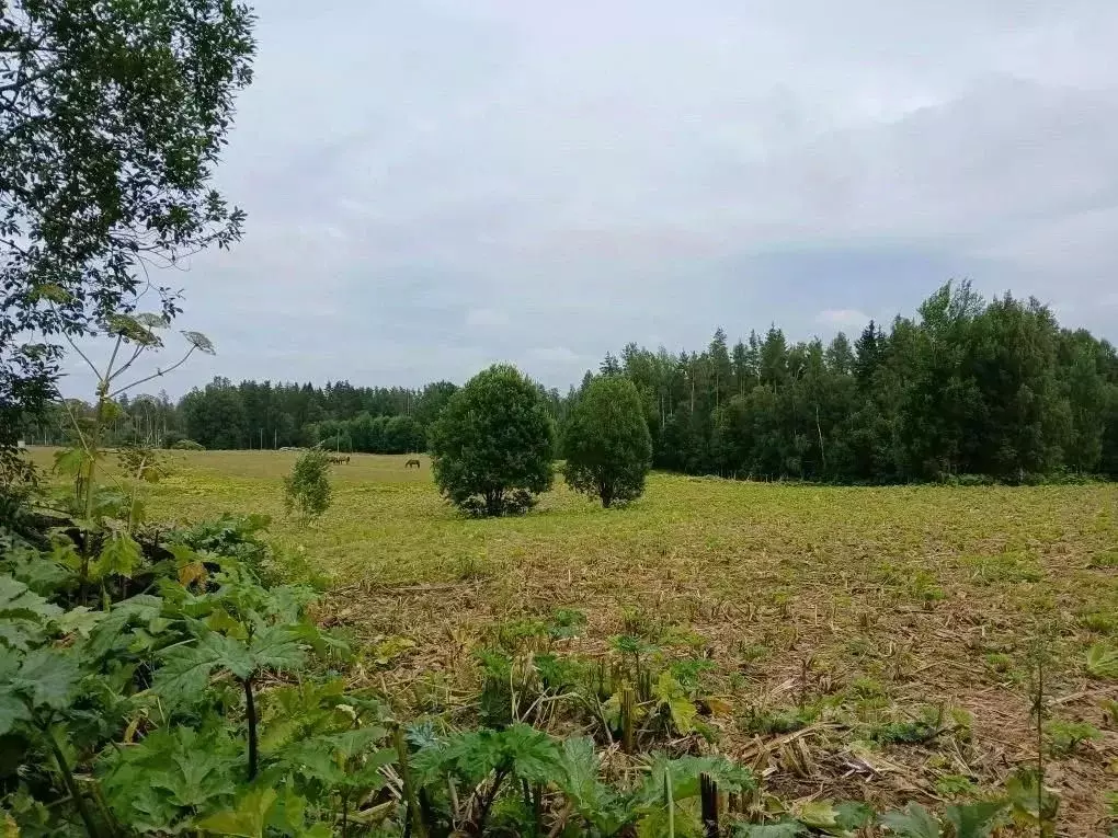 Участок в Ленинградская область, Выборгский район, Рощинское городское ... - Фото 2