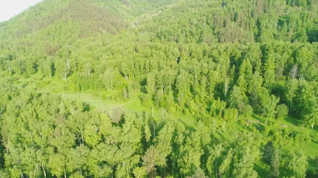 Участок в Алтай, Майминский район, с. Манжерок  (15.0 сот.) - Фото 1