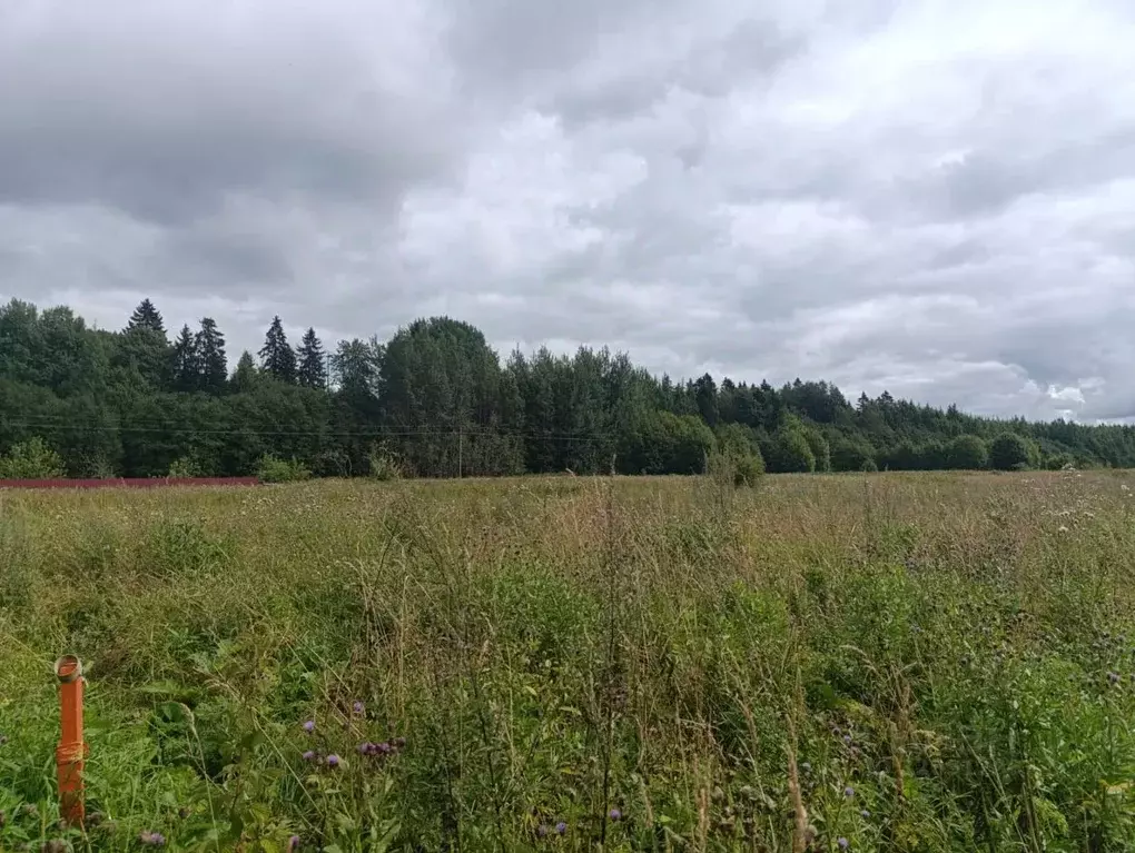 Участок в Ленинградская область, Волосовский район, Клопицкое с/пос, ... - Фото 2