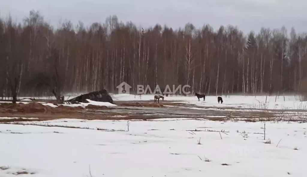 Участок в Владимирская область, Вязниковский район, Паустовское ... - Фото 0