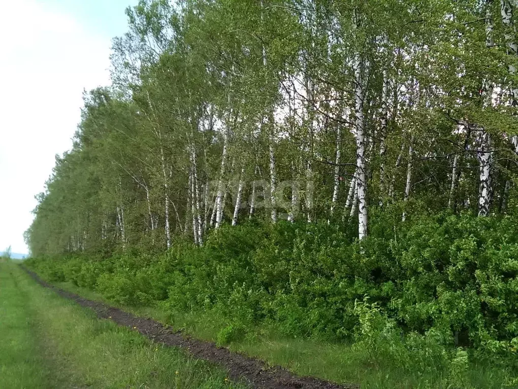 Участок в Белгородская область, Шебекинский муниципальный округ, с. ... - Фото 1