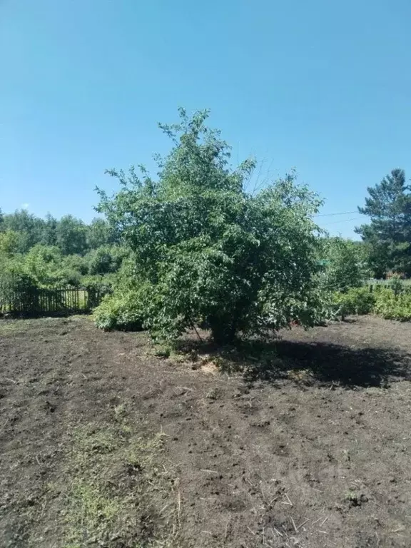 Участок в Омская область, Омск СОСН Механизатор-2 тер.,  (14.0 сот.) - Фото 2