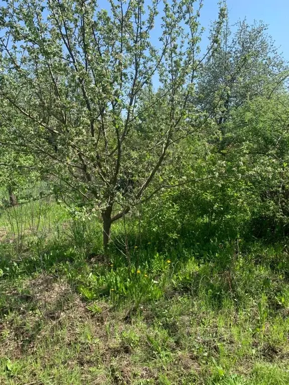 Участок в Саратовская область, Саратов проезд 5-й Пихтовый (6.23 сот.) - Фото 1