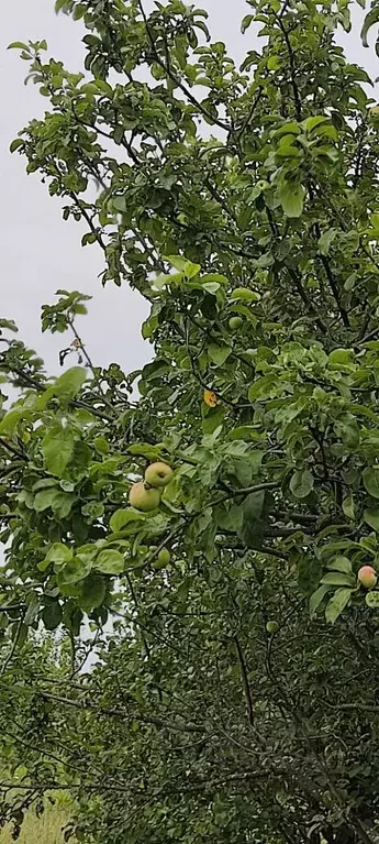 Дом в Воронежская область, Новоусманский район, Усманское 1-е с/пос, ... - Фото 2