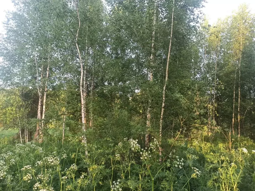 Участок в Московская область, Сергиево-Посадский городской округ, д. ... - Фото 1