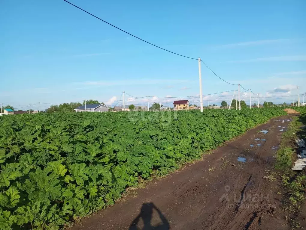 Участок в Коми, Сыктывдинский район, с. Выльгорт ул. Грибная (8.0 ... - Фото 0