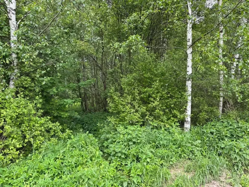 Участок в Московская область, Богородский городской округ, д. ... - Фото 1