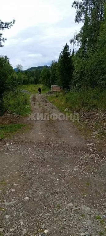 Участок в Турочакский район, село Артыбаш (23.53 м) - Фото 2