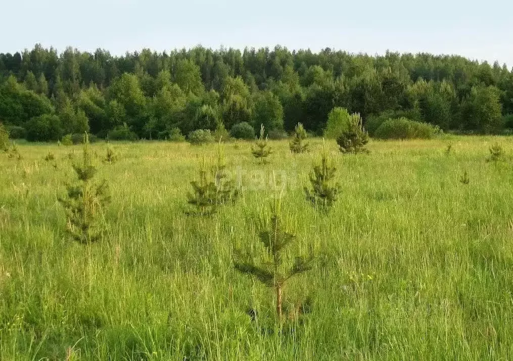 Участок в Новосибирская область, Колыванский район, Большая Семья СНТ  ... - Фото 1