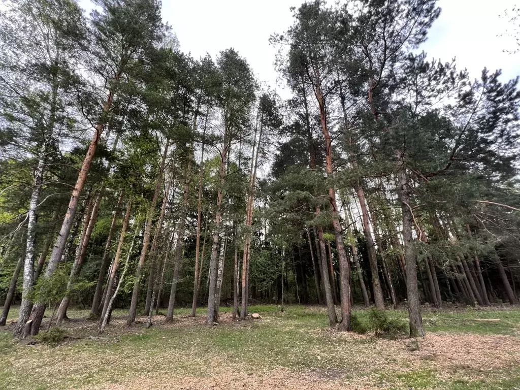 Участок в Московская область, Рузский муниципальный округ, д. ... - Фото 2