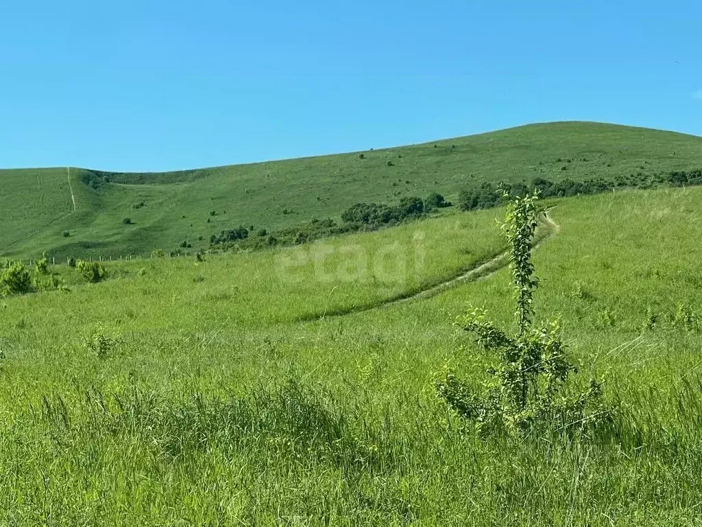 Участок в Алтай, Майминский район, с. Подгорное Центральная ул. (12.0 ... - Фото 0
