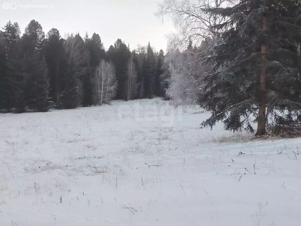 Участок в Усть-Коксинский район, посёлок Маральник-1 (200 м) - Фото 2