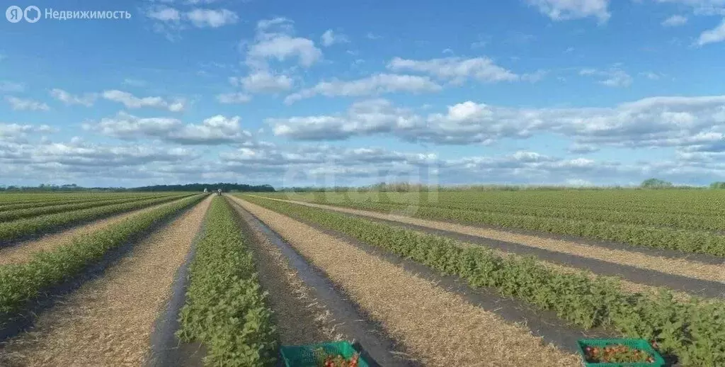 Участок в Скребловское сельское поселение, деревня Заречье (710.34 м) - Фото 2