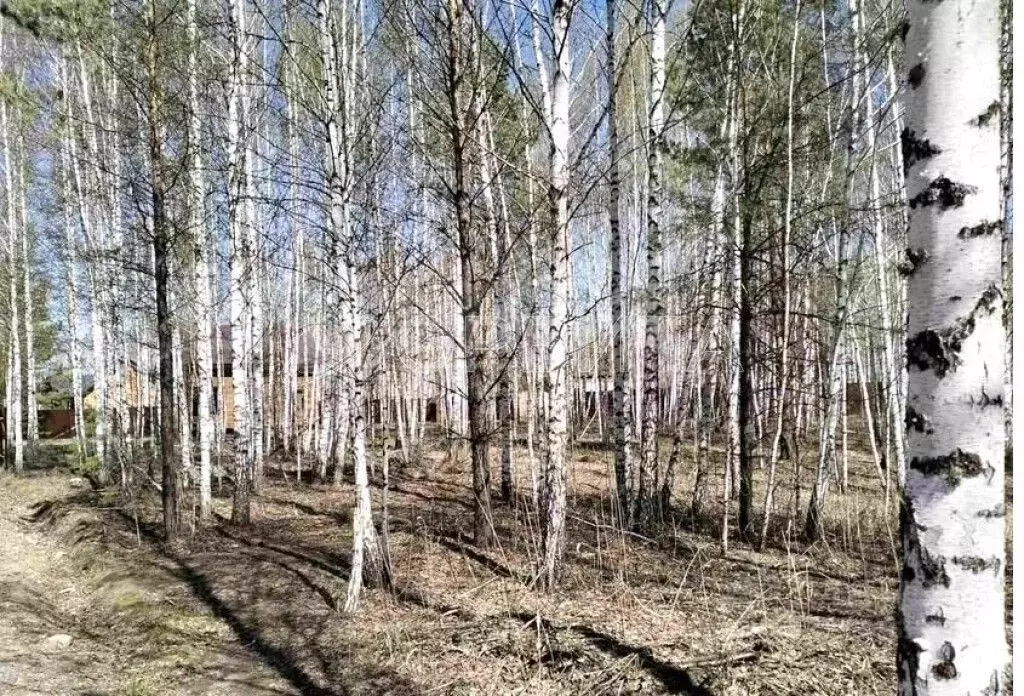 Участок в Тюменская область, Нижнетавдинский район, Царицыно СНТ  (7.0 ... - Фото 0
