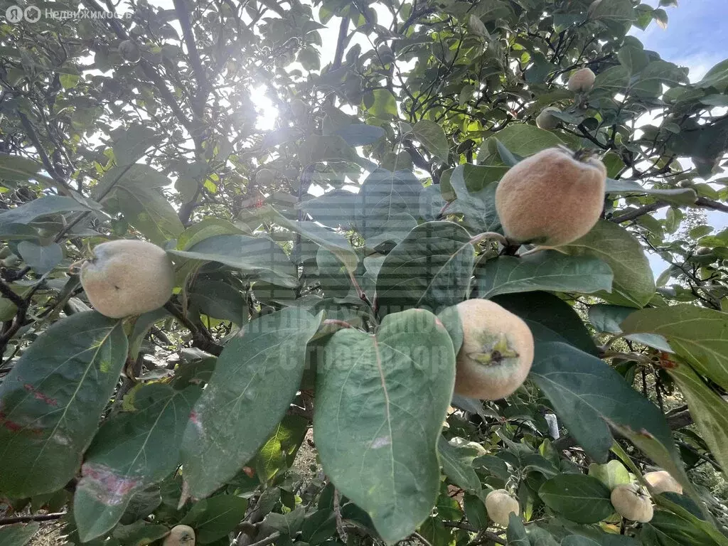 Участок в Неклиновский район, Лакедемоновское сельское поселение, село ... - Фото 2
