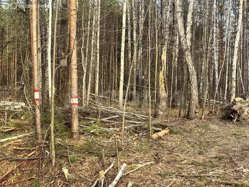 Участок в Нижнетавдинский район, село Тюнево (14.2 м) - Фото 0