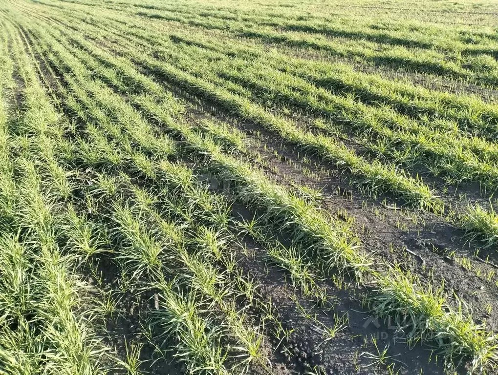 Участок в Саратовская область, Лысогорский район, Большедмитриевское ... - Фото 2