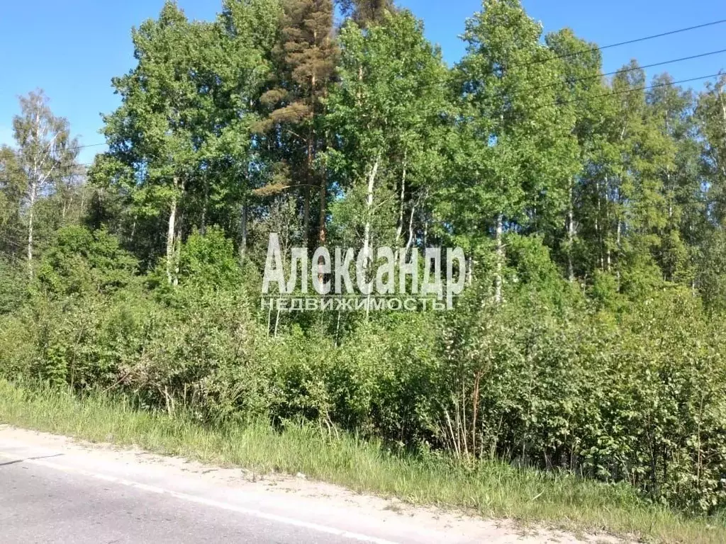 Участок в Ленинградская область, Приозерский район, Ромашкинское ... - Фото 0