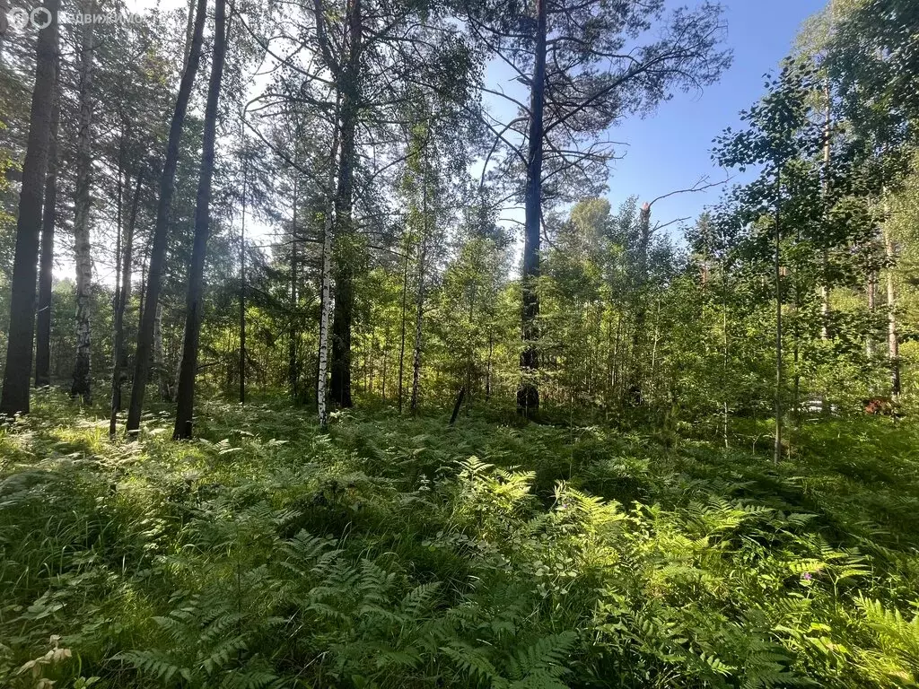 Участок в Новогрудинина, ДНТ Успех (15 м) - Фото 1