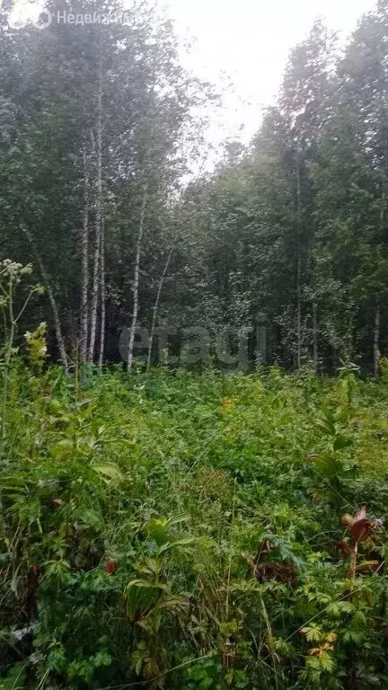 Участок в Турочакский район, село Артыбаш (10 м) - Фото 0