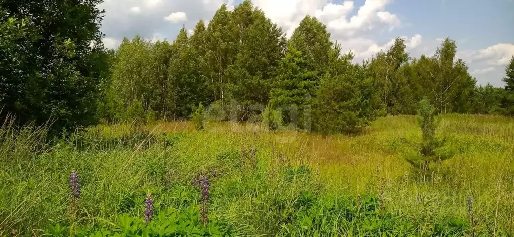 Участок в Владимирская область, Судогодский район, д. Райки  (14.35 ... - Фото 1