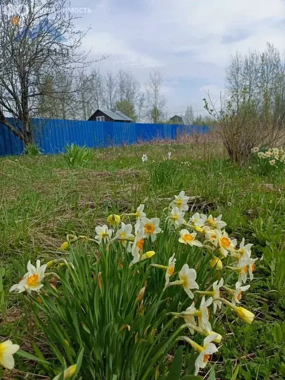 Участок в Вологда, садоводческое товарищество Сохатый, 87 (6.8 м) - Фото 0