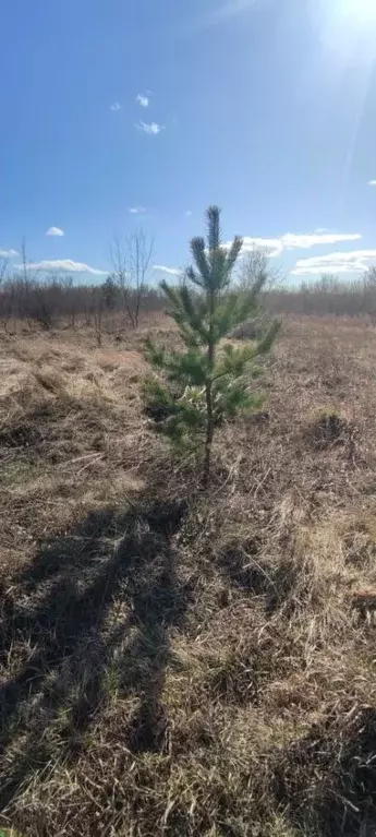 Участок в Алтайский край, Барнаул городской округ, пос. Бельмесево ул. ... - Фото 0