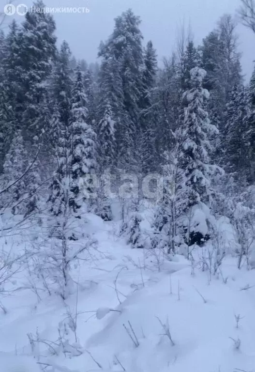 Участок в село Артыбаш, Еловый переулок (13 м) - Фото 2