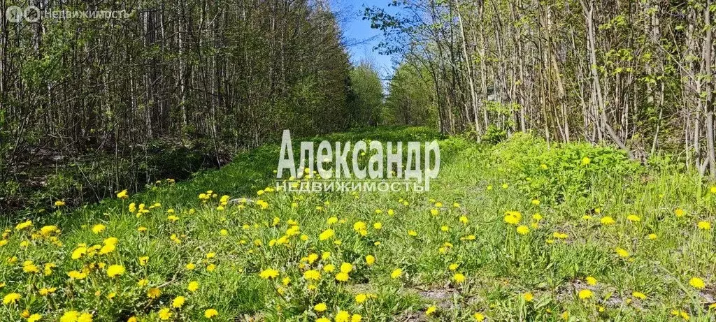 Участок в Лисинское сельское поселение, товарищество собственников ... - Фото 0