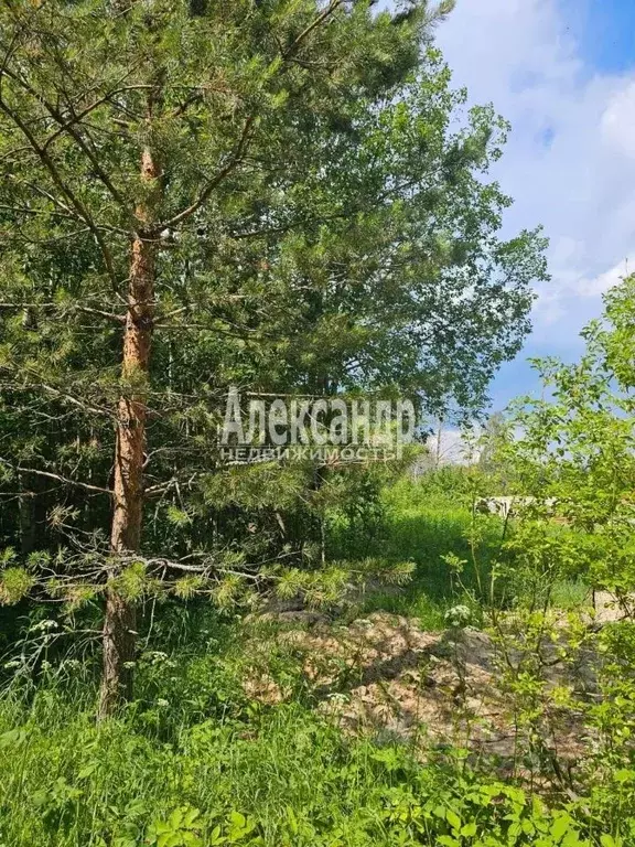 Участок в Карелия, Лахденпохья ул. Аркадия Маркова (10.0 сот.) - Фото 2