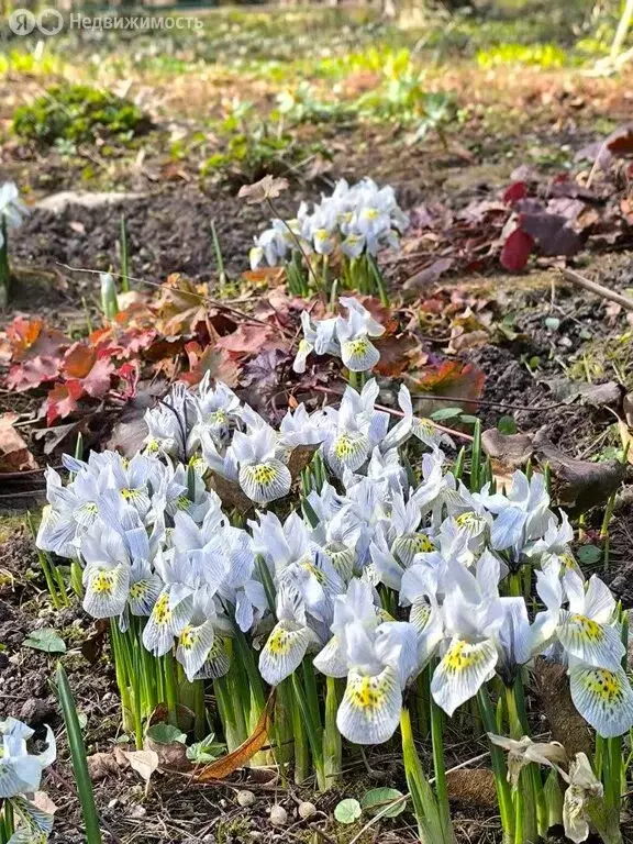 Участок в Калининградская область, Гурьевский муниципальный округ, ... - Фото 2