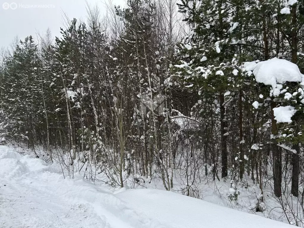 Участок в Рахьинское городское поселение, ДНП Проба (12 м) - Фото 2