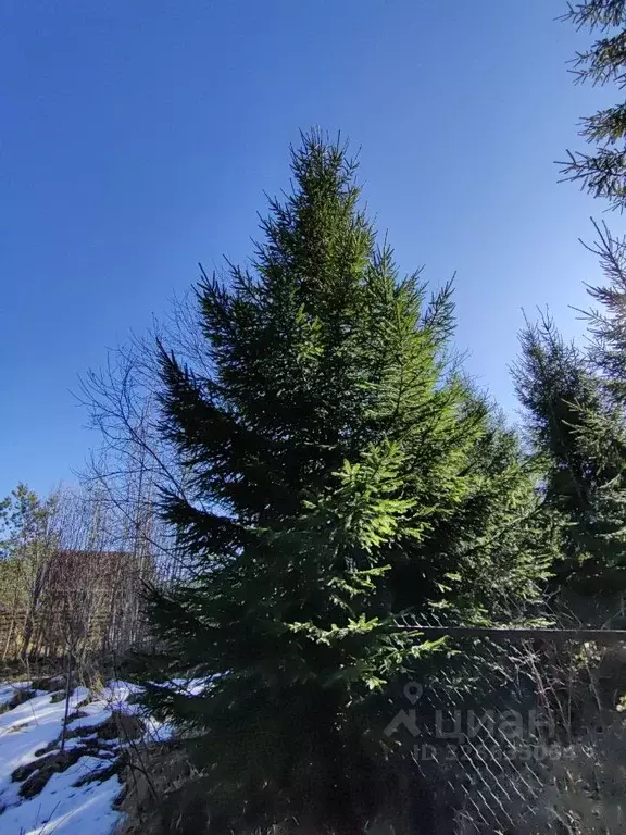 Участок в Ленинградская область, Гатчинский муниципальный округ, ... - Фото 2