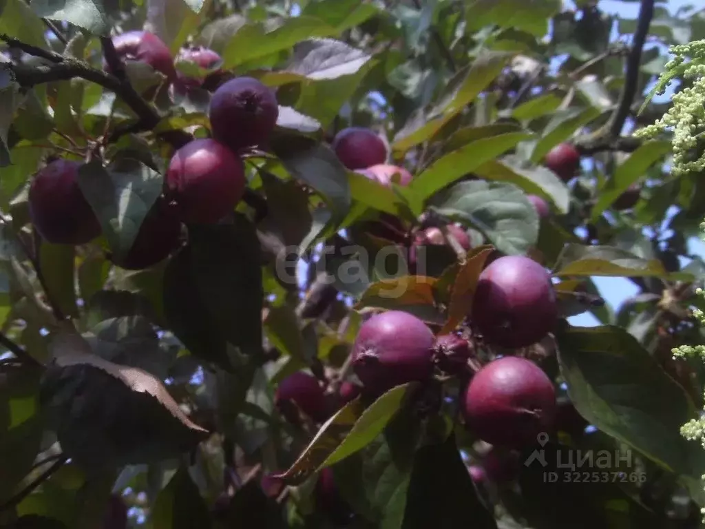 Дом в Псковская область, Пушкиногорье городское поселение, д. Гарино ... - Фото 1