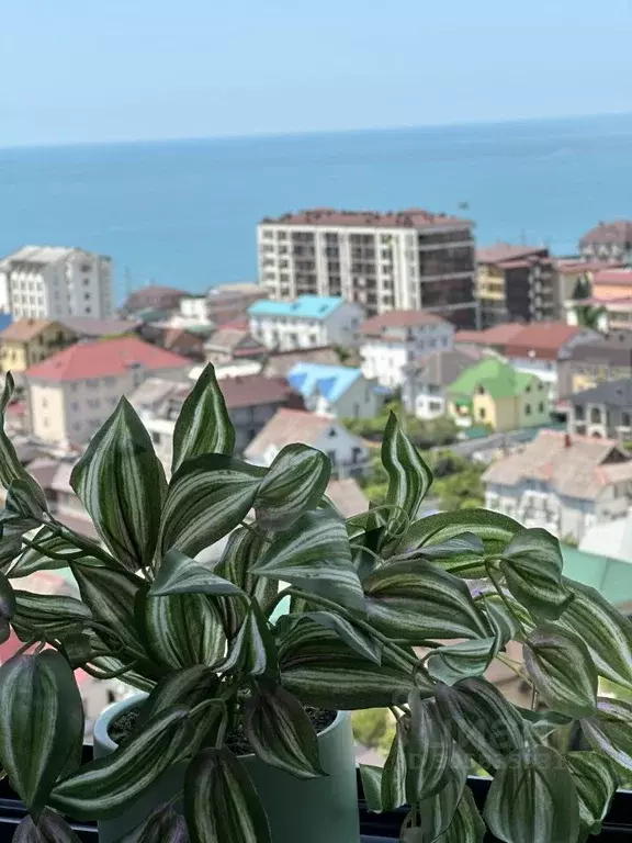 Студия Краснодарский край, Сочи ул. Ленина, 298Бк4 (35.0 м) - Фото 0