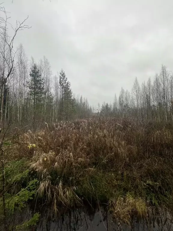 Участок в Ленинградская область, Волховский район, Иссадское с/пос, ... - Фото 1