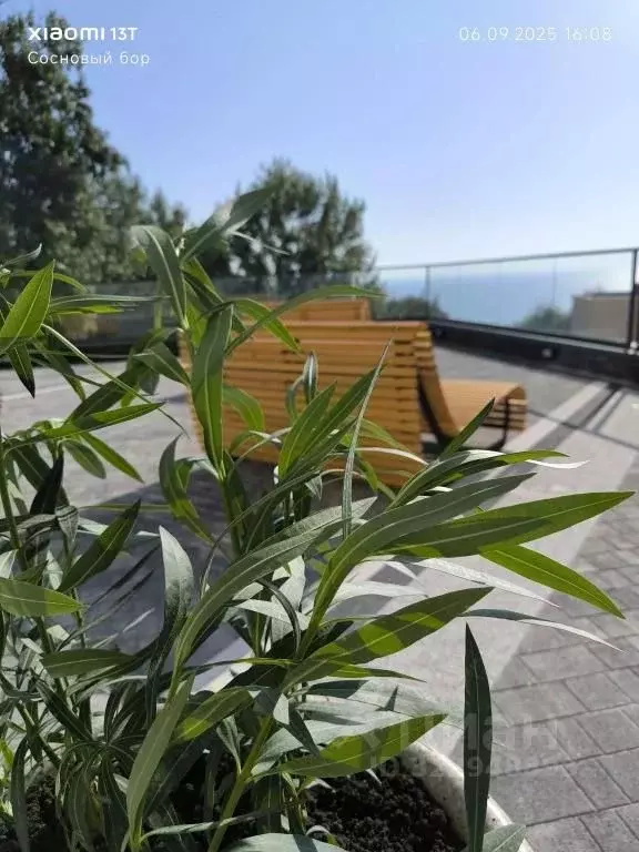 1-к кв. Краснодарский край, Сочи Курортный просп., 94/60 (30.0 м) - Фото 1