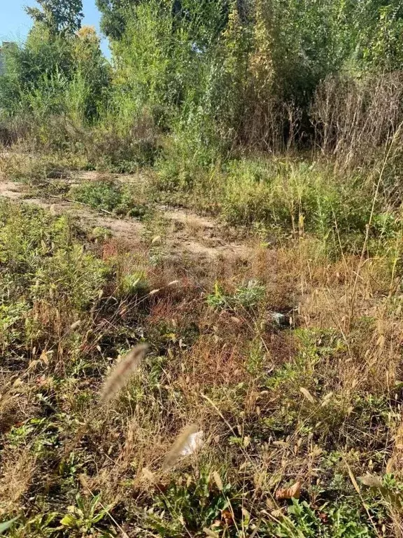 Участок в Амурская область, Благовещенский район, с. Владимировка  ... - Фото 0
